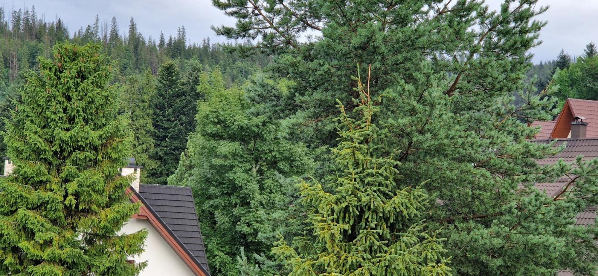 Apartamenty Pod Limba 扎科帕内 外观 照片